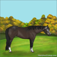 Horse Color:Gray White Spotted Brown