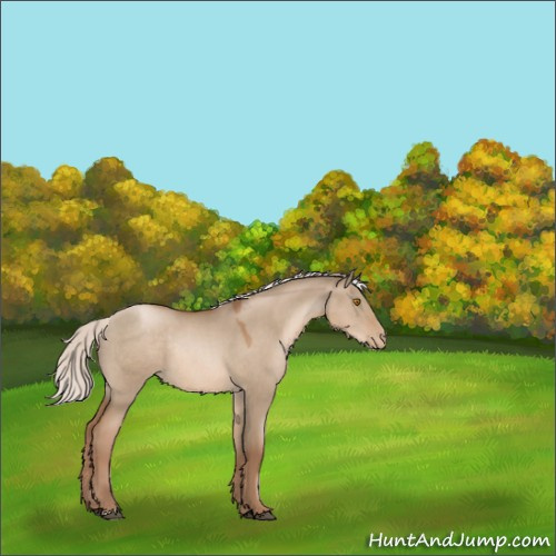 Horse Color:Silver Grullo Pearl Rabicano 