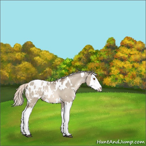 Horse Color:White Spotted Silver Grullo Pearl Splash Appaloosa 