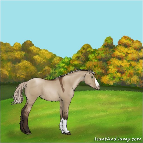 Horse Color:Gray Silver Grullo Pearl Rabicano 