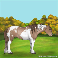 Horse Color:Black Pearl Tobiano Appaloosa Rabicano 