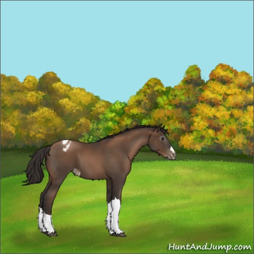 Horse Color:Gray Black Pearl Appaloosa 