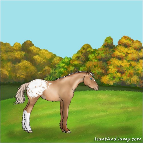 Horse Color:Gray Silver Sable Champagne Pearl Appaloosa Rabicano 