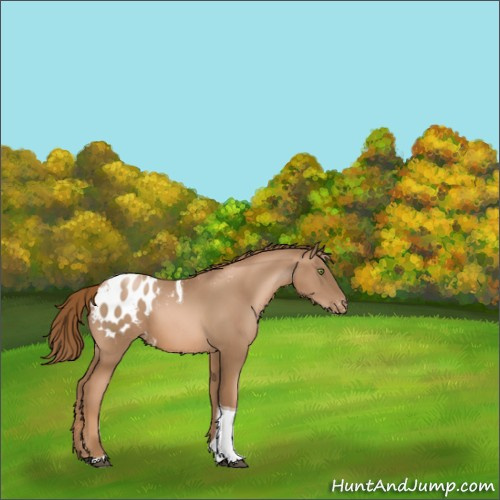 Horse Color:Liver Chestnut Pearl Tobiano Appaloosa Rabicano 
