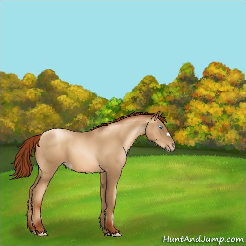 Horse Color:Gray Sable Cream Champagne Pearl Appaloosa 