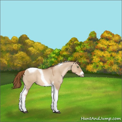 Horse Color:Liver Red Dun Pearl Tobiano Frame 