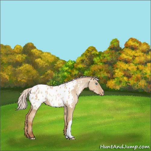 Horse Color:Silver Buckskin Pearl Dun Appaloosa 