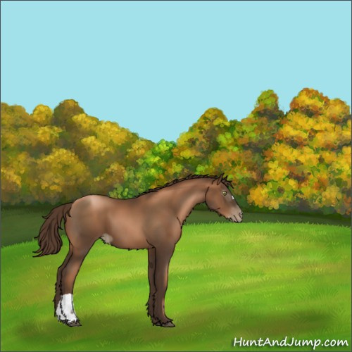 Horse Color:Gray Liver Chestnut Pearl 