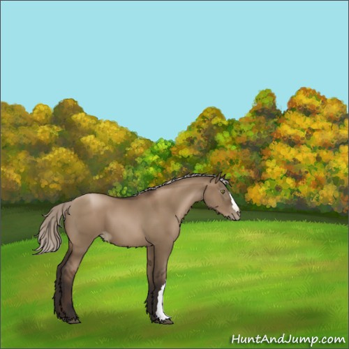 Horse Color:Gray Silver Grullo Pearl 
