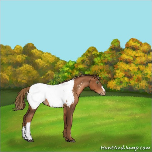 Horse Color:Gray Liver Chestnut Pearl Appaloosa Rabicano 