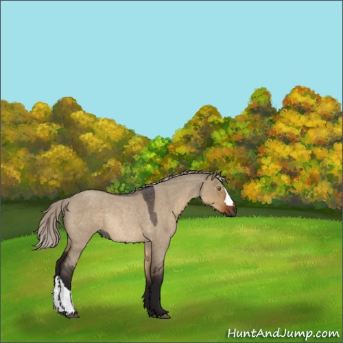 Horse Color:Gray Silver Brown Roan Dun Rabicano 