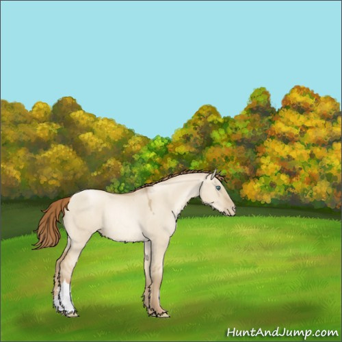Horse Color:Smoky Grullo Pearl Rabicano 