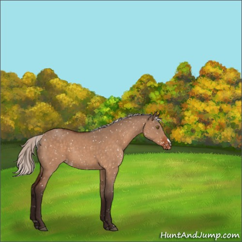 Horse Color:Silver Brown Dun Appaloosa 