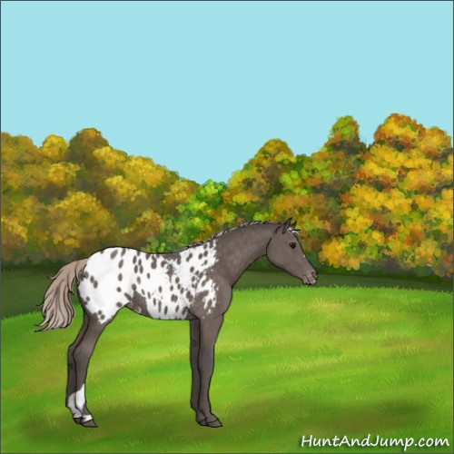 Horse Color:Silver Black Appaloosa Rabicano 