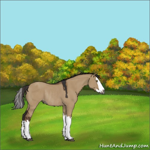 Horse Color:Gray Liver Red Dun Splash Appaloosa Rabicano 