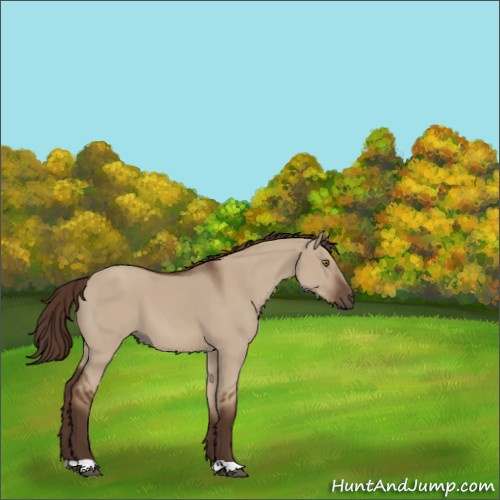 Horse Color:Liver Red Dun 