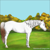 Horse Color:Chestnut Splash Tobiano 