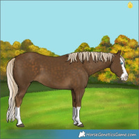 Horse Color:Chocolate Palomino Splash 