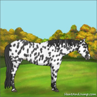 Horse Color:Blue Roan Appaloosa 