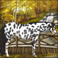 Horse Color:Liver Chestnut Leopard Rabicano 