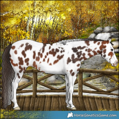 Horse Color:Bay Tobiano Frame Appaloosa 