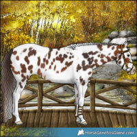 Horse Color:Bay Tobiano Frame Appaloosa 