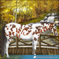 Horse Color:Bay Tobiano Frame Appaloosa