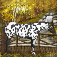 Horse Color:Liver Chestnut Near Leopard 