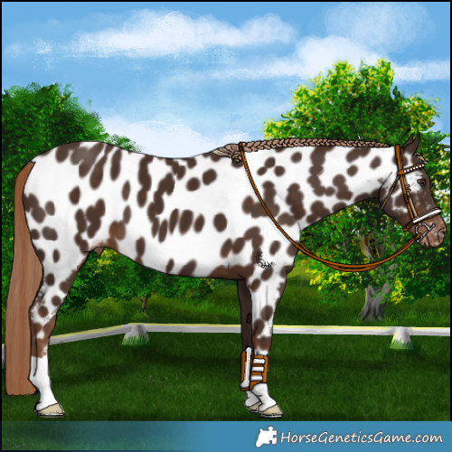 Horse Color:Liver Chestnut Appaloosa 