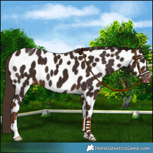 Horse Color:Liver Chestnut Appaloosa 