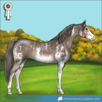 Horse Color:Liver Chestnut Mushroom Sabino 