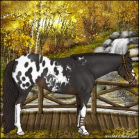 Horse Color:Liver Chestnut Blanket 