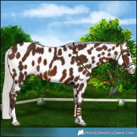 Horse Color:Silver Brown Near Leopard 