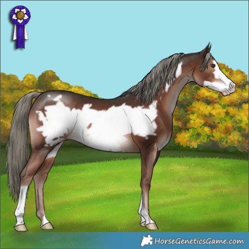 Horse Color:Liver Chestnut Mushroom Frame 