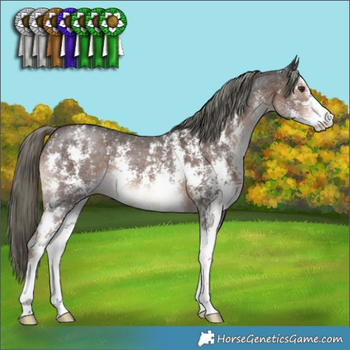Horse Color:Liver Chestnut Mushroom Sabino 