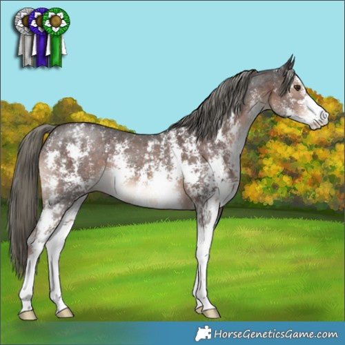 Horse Color:Liver Chestnut Mushroom Sabino 