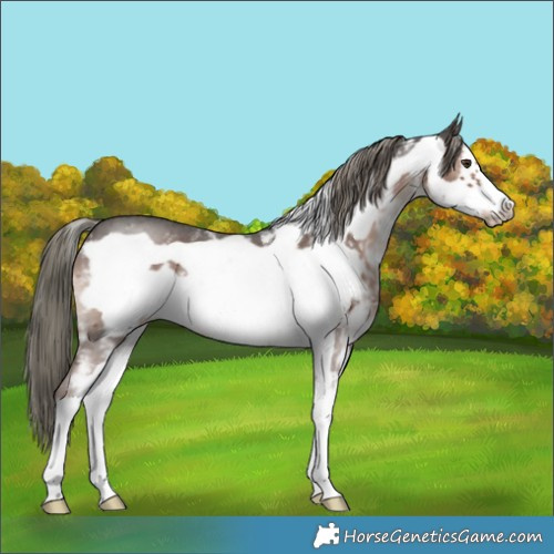 Horse Color:Liver Chestnut Mushroom Sabino Frame 
