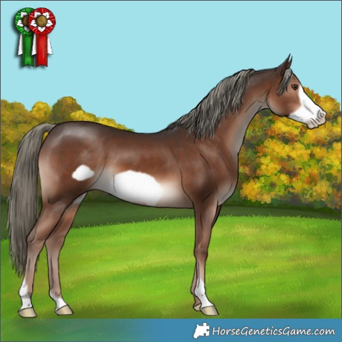 Horse Color:Liver Chestnut Mushroom Frame 