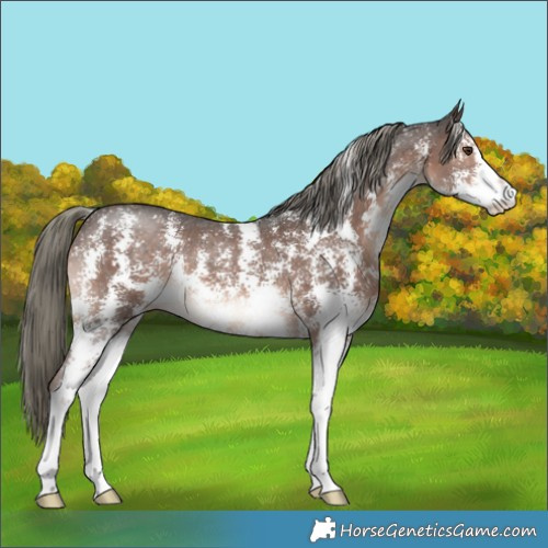 Horse Color:Liver Chestnut Mushroom Sabino 
