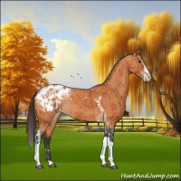 Horse Color:Bay Splash Tobiano Appaloosa and Bay Splash Tobiano Appaloosa