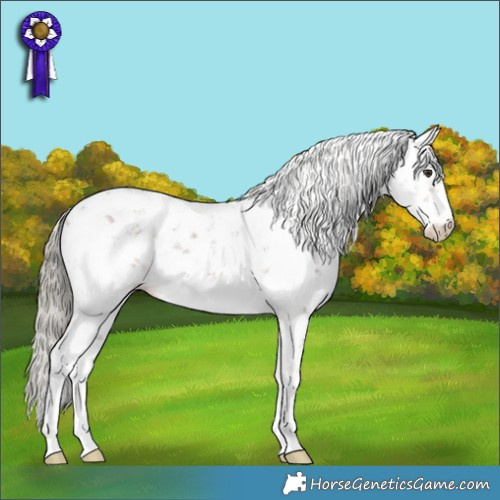 Horse Color:Liver Chestnut Mushroom Sabino 