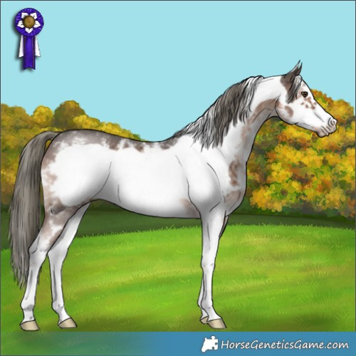 Horse Color:Liver Chestnut Mushroom Sabino Frame 
