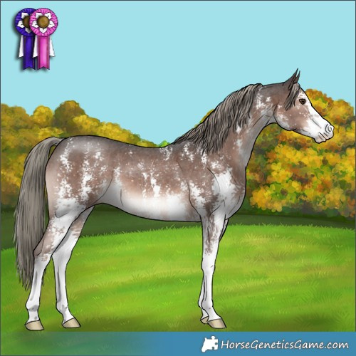 Horse Color:Liver Chestnut Mushroom Sabino 