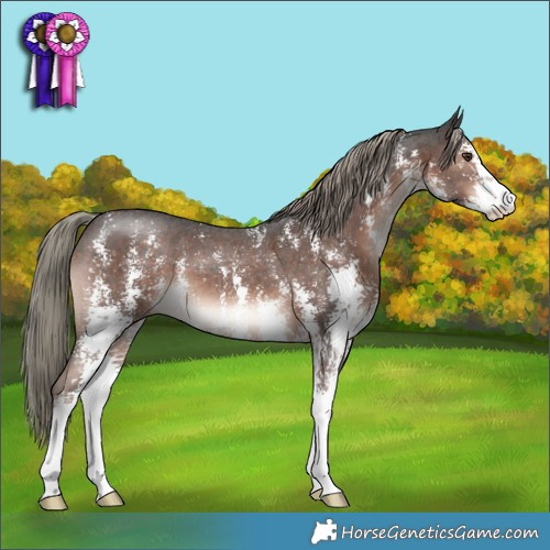 Horse Color:Liver Chestnut Mushroom Sabino 