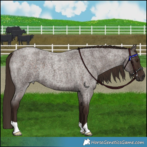 Horse Color:Liver Red Roan 