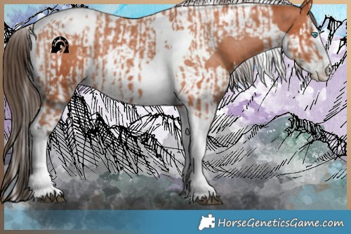 Horse Color:Bay Splash Tobiano Appaloosa and Bay Splash Tobiano Appaloosa