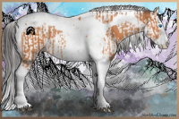 Horse Color:Bay Splash Tobiano Appaloosa  and Bay Splash Tobiano Appaloosa 