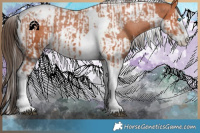 Horse Color:Bay Splash Tobiano Appaloosa  and Bay Splash Tobiano Appaloosa 