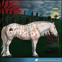 Horse Color:Bay Splash Tobiano Appaloosa  and Bay Splash Appaloosa 