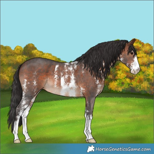 Horse Color:Brown Sabino 